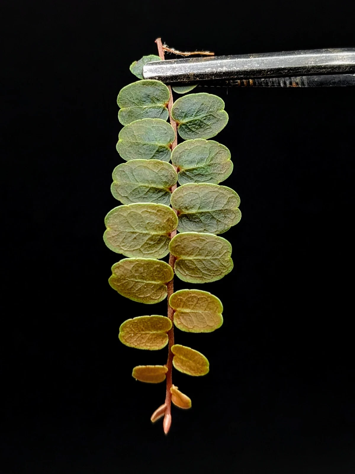 Marcgravia sp Live Cutting with 10 Leaves – Tropical Vine for Terrariums & Indoor Growing