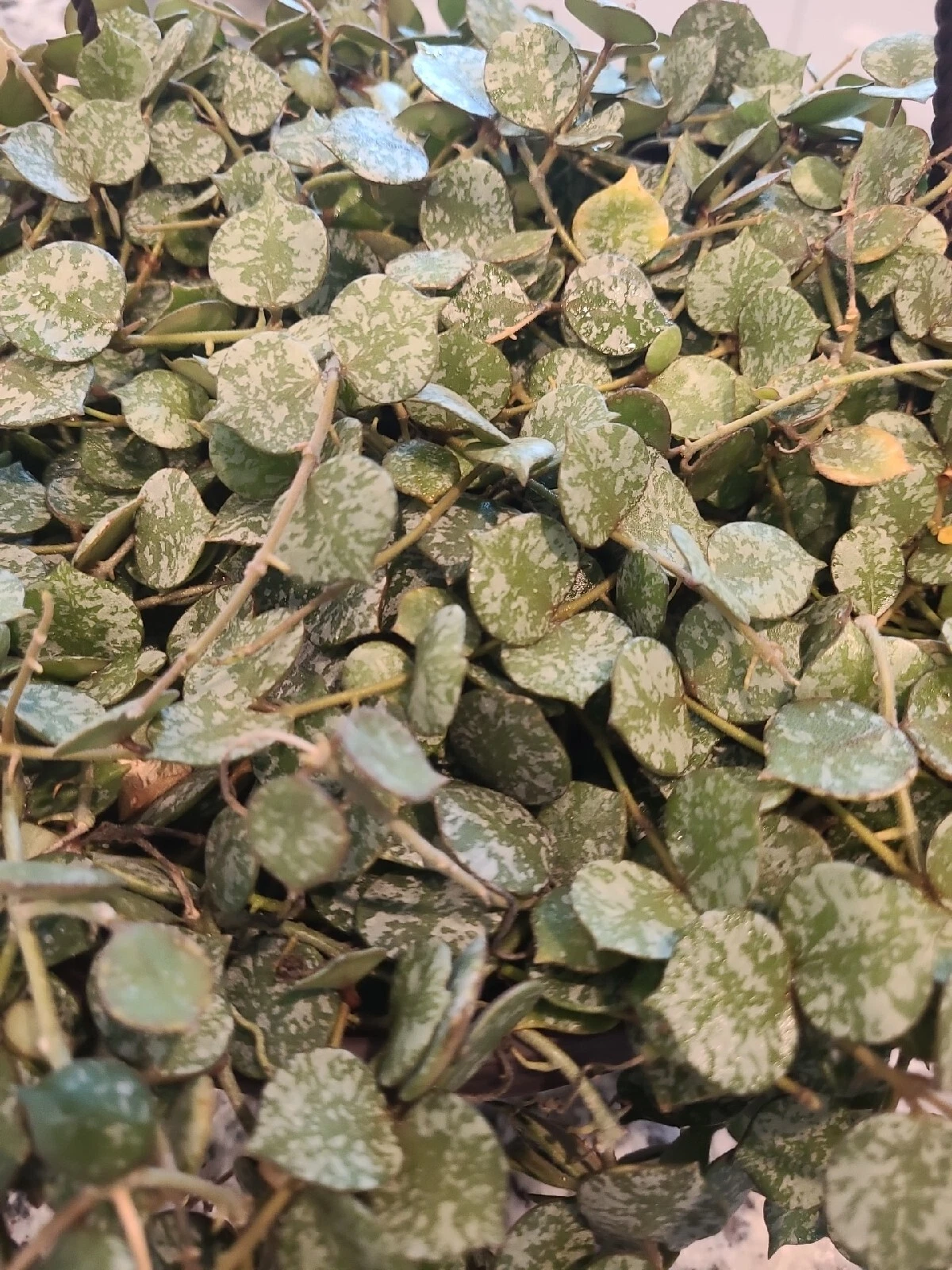 Hoya curtisii Cutting – 6 Inch Unrooted Wax Plant Propagation Houseplant, Trailing Indoor Foliage