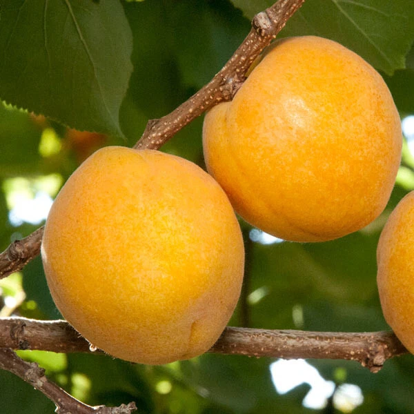 Live Aprium Scions – Flavor Delight Hybrid (Prunus) for Grafting & Rooting, Unrooted Fruit Tree Cuttings