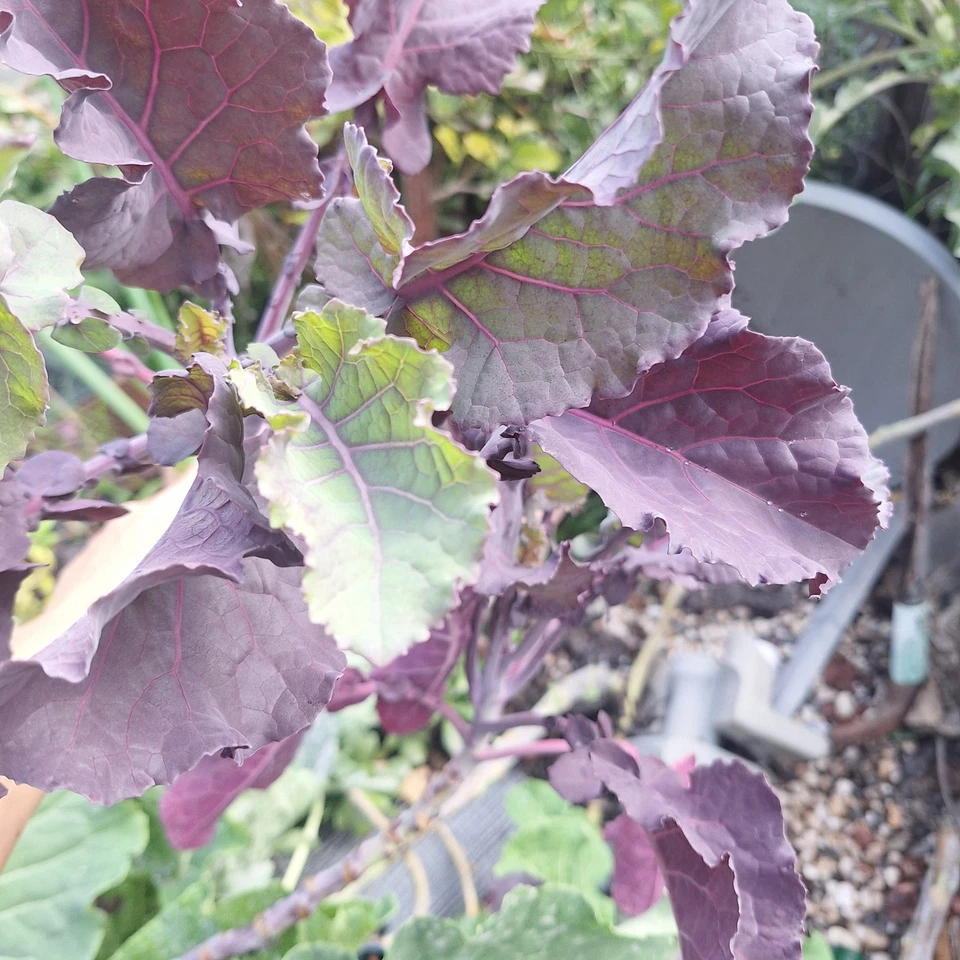 Perennial Purple Tree Kale Cuttings – 2 Live Brassica oleracea, Upright Woody Stem, Purple-Green Foliage, Perennial Vegetable