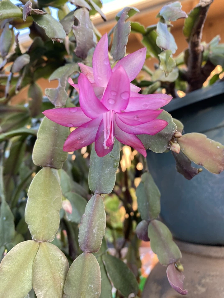 Pink Schlumbergera Buckleyi Cactus Cuttings – 6 Live Unrooted Holiday Cactus Propagation Plants