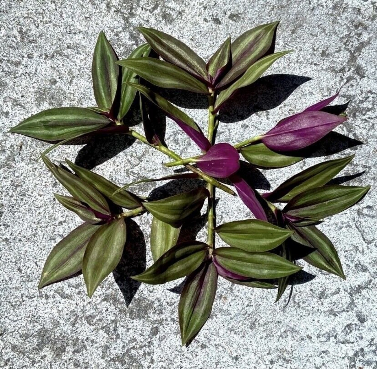 Tradescantia Zebrina Cuttings - 10 Live Unrooted Purple Silver Wandering Jew Plant Cuttings