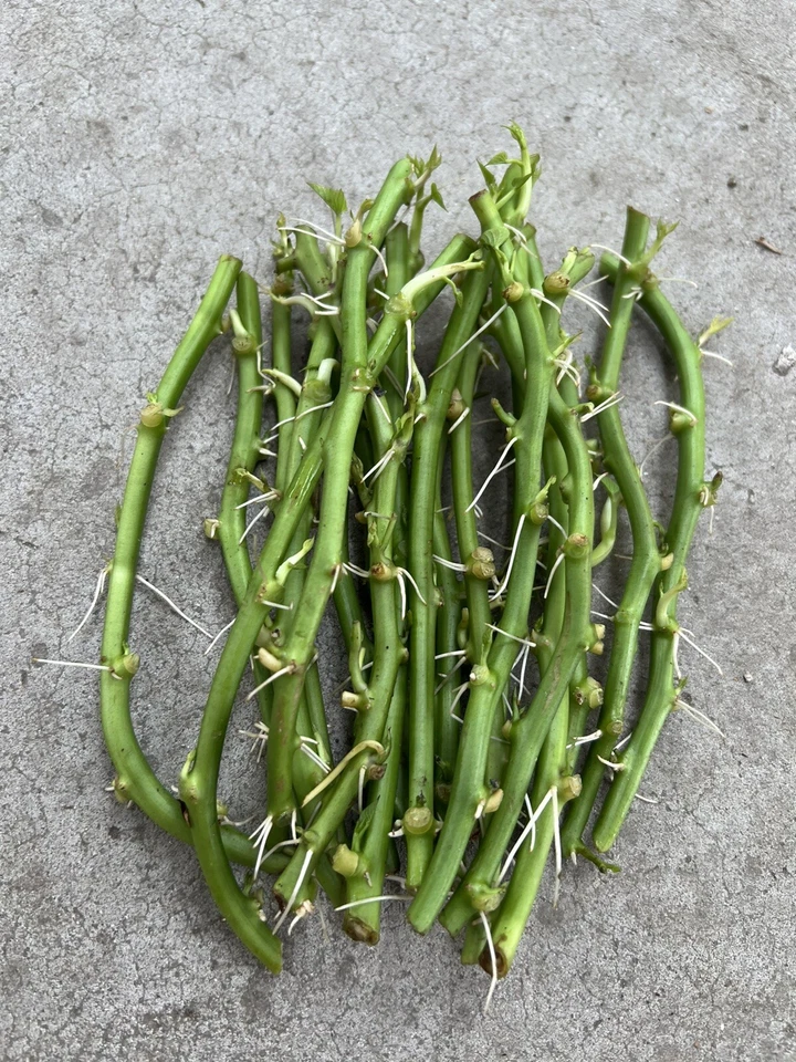 Sweet Potato Slips – 15 Rooted Ipomoea Batatas Cuttings for Garden Planting, Vining, Ready to Grow