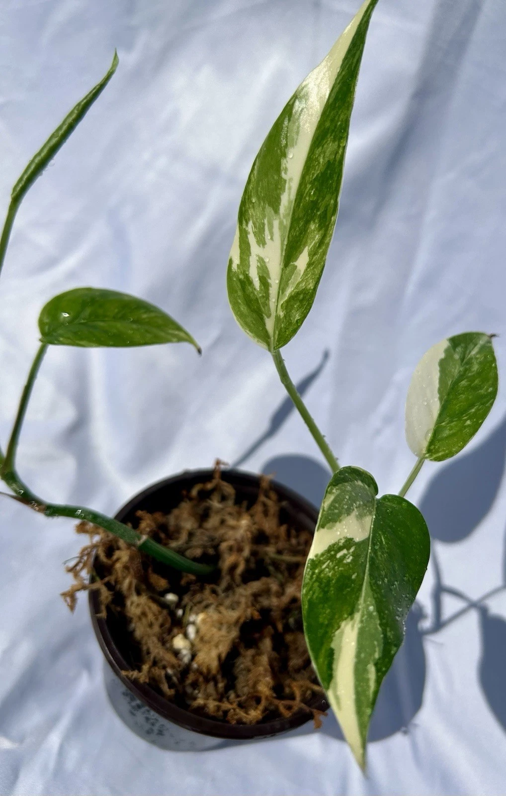 Albo Pothos Live Plant in 4-Inch Nursery Pot with Rooted Cuttings, Variegated Epipremnum aureum, Indoor Houseplant