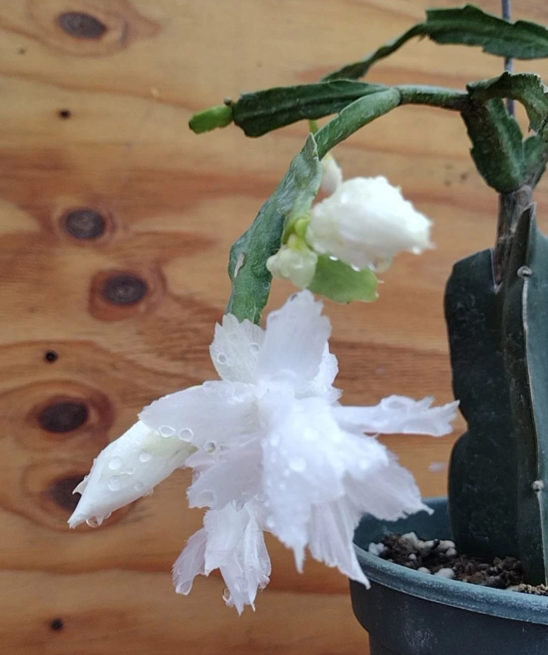 White Flamenco Schlumbergera Cuttings - Thanksgiving Christmas Cactus Unrooted Indoor Houseplant