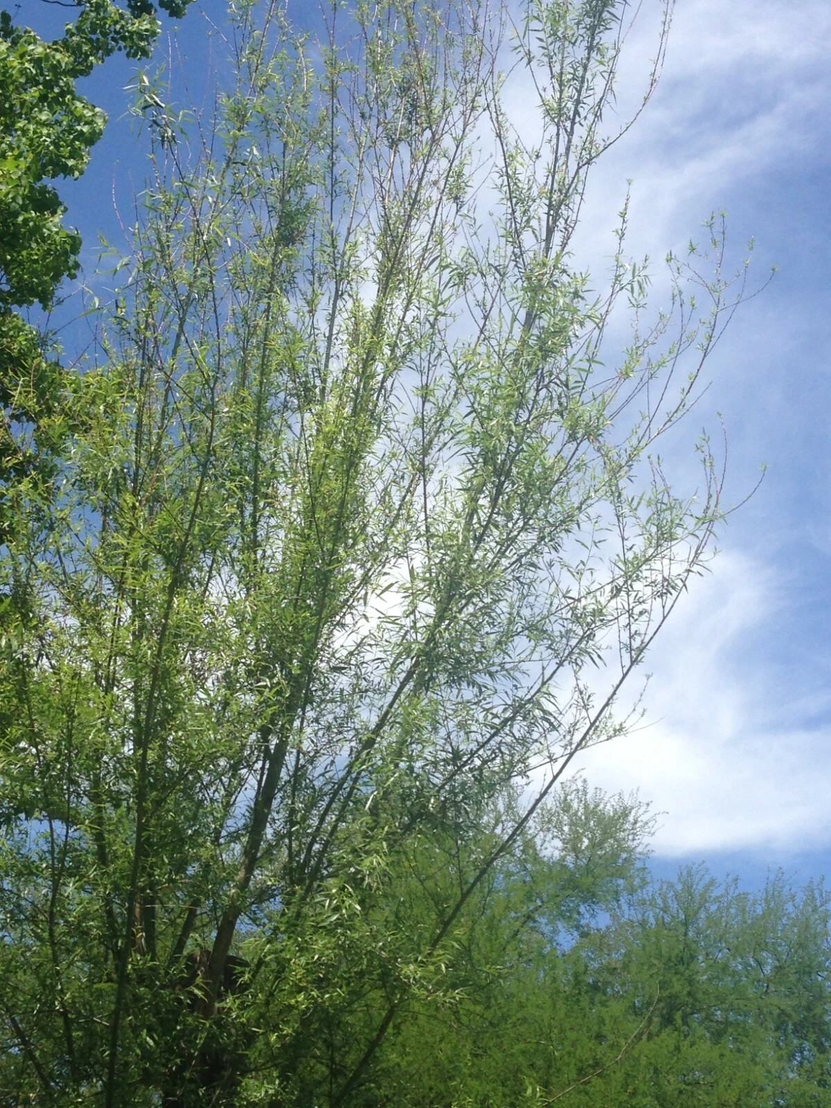 Willow Tree Cuttings – 18 Live Unrooted Salix Stems for Propagation, 5-8 Inches Fresh Cuttings