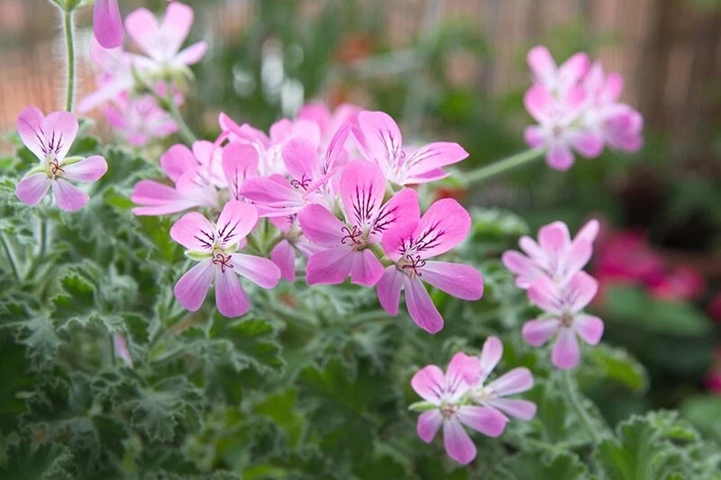 Rose Scented Geranium Cuttings – 6 Pelargonium graveolens Fragrant Leaf Propagation Unrooted Plants