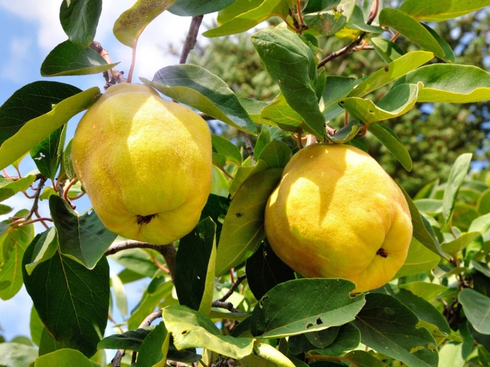 Honey Quince Unrooted Cuttings – 5 Fresh Cydonia oblonga Cuttings for Rooting and Propagation
