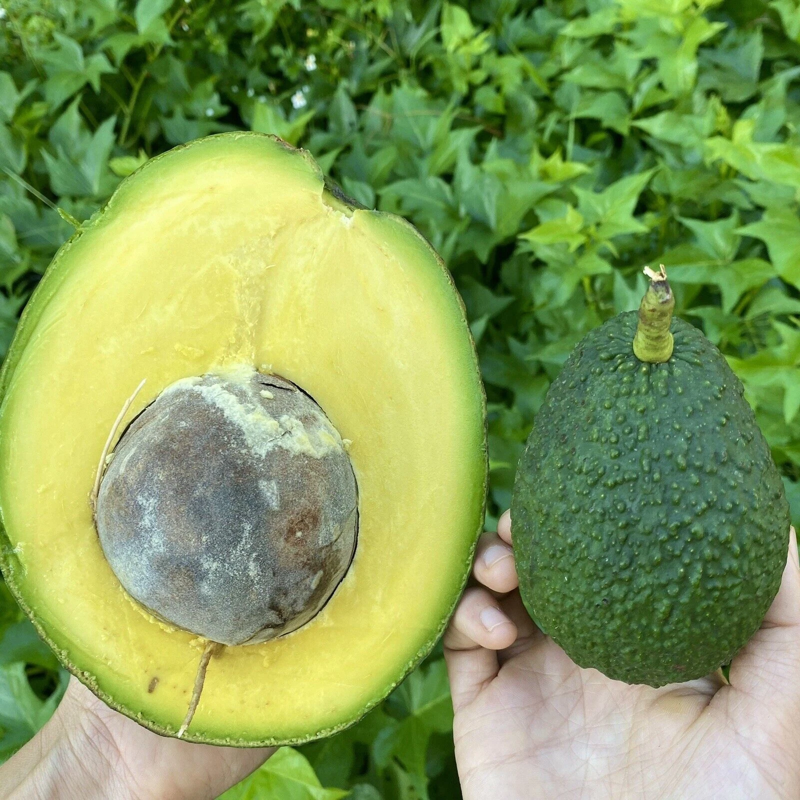 Unrooted Marcus Pumpkin Avocado Cuttings Set of 5 for Propagation - Live Persea americana 'Marcus Pumpkin'