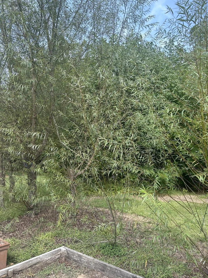 Hybrid Willow Tree Cuttings Unrooted Salix Propagation Scions Set of 50 for Landscaping
