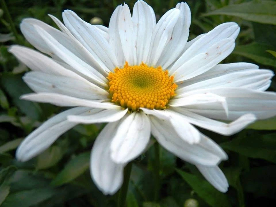 Bare Root Shasta Daisy Becky Live Plant - White Perennial Flower for Borders & Mass Planting Leucanthemum × superbum