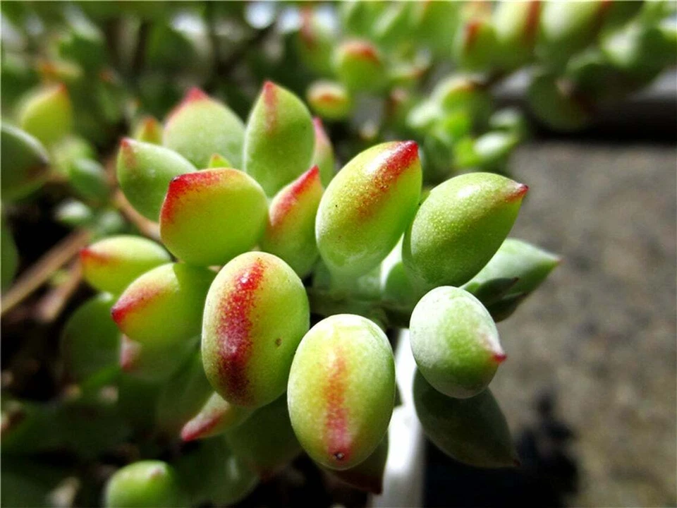 Unrooted Succulent Cuttings - 3 Cotyledon Pendens Trailing Succulents for Indoor Growing