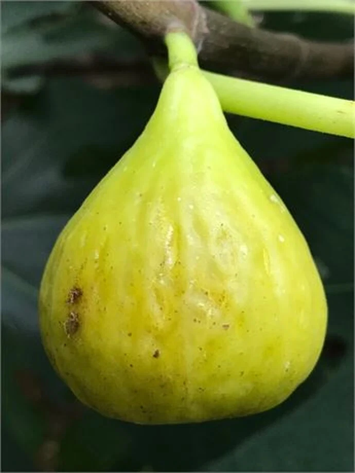 Unrooted Fig Cutting | Brooklyn White Ficus carica | Propagation Plant Material | 8+ Inch, 3+ Nodes