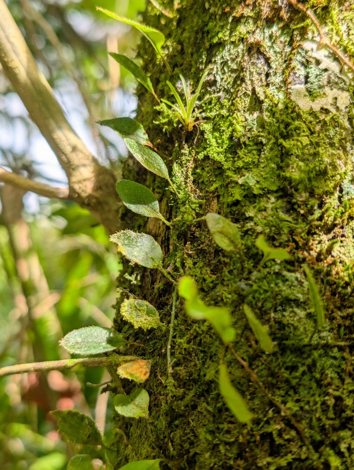 Microgramma Climber Fern Vines - 5 Bare 3 Inch Epiphytic Fern Cuttings for Terrariums