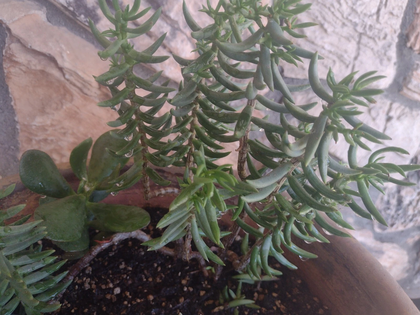 Mini Pine Crassula Tetragona Succulent Cuttings Set of 20 for Borders & Containers