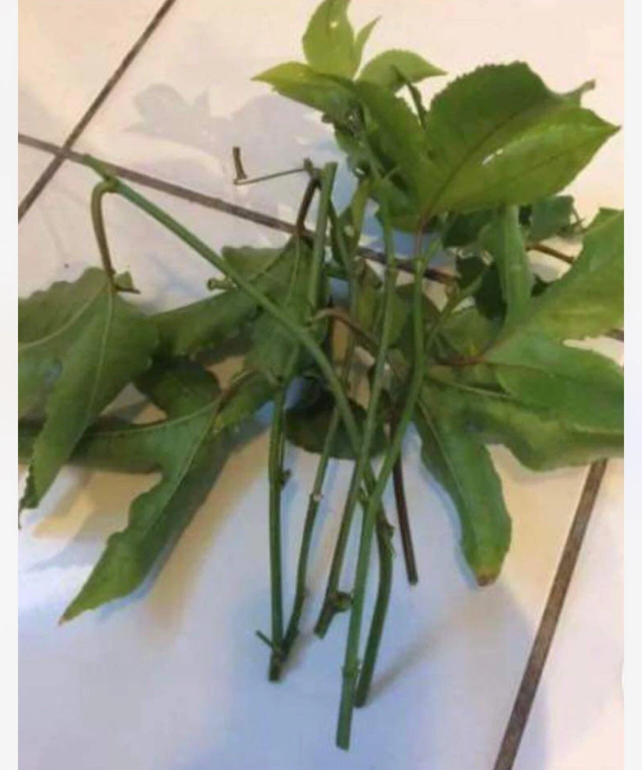 Passion Fruit Vine Cuttings – 10 Unrooted Passiflora edulis Climbing Plant Stems for Propagation