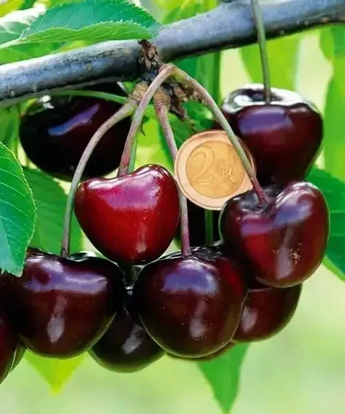 Cherry Tree Cuttings – Carmen Variety, Prunus avium, 5 Live Grafting or Rooting Cuttings from Hungary