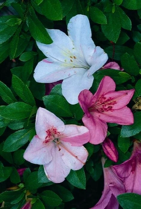 Tama no Hada Azalea Starter Plant – Deciduous Rhododendron with Mixed Flower Colors, Live Ornamental Shrub