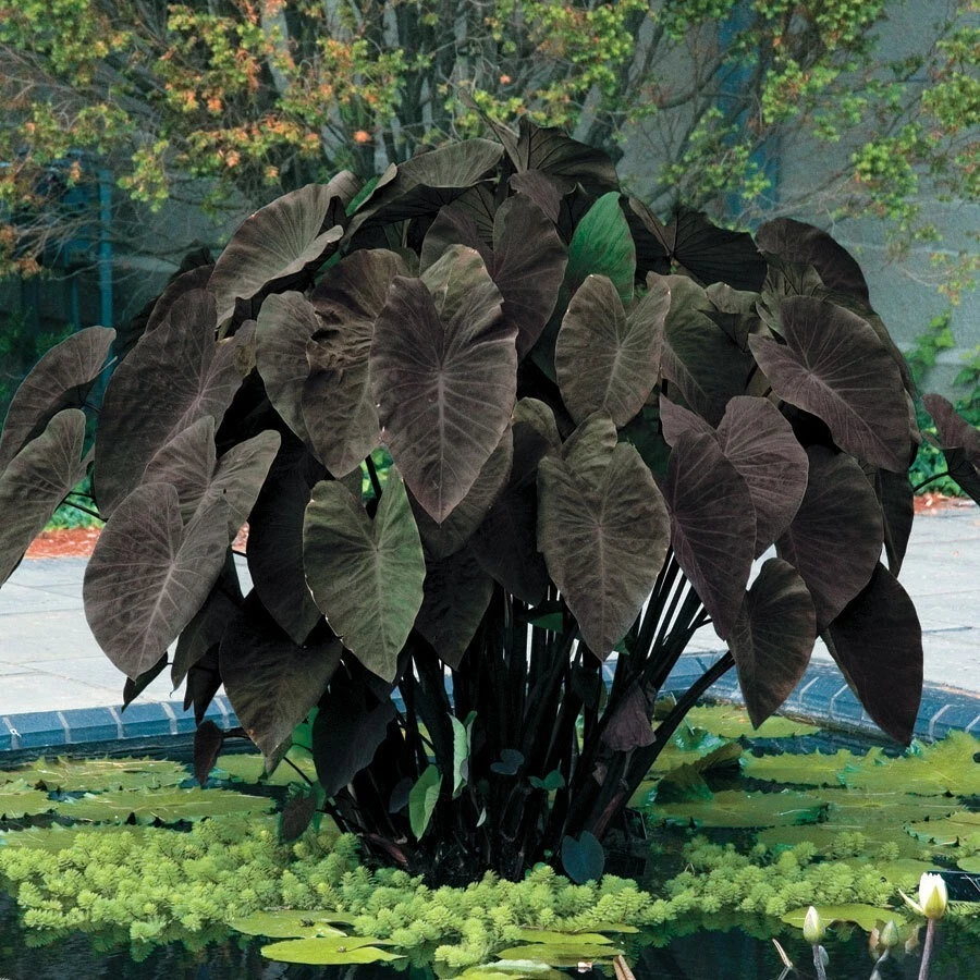 Black Magic Elephant Ear Starter Plant – Colocasia esculenta Live Rooted Plant with Dark Purple Foliage