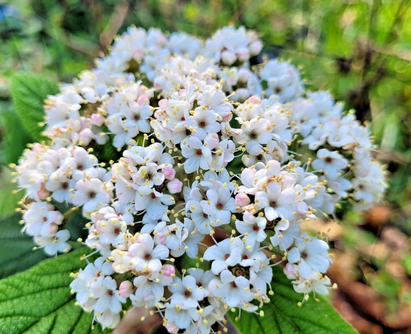 Unrooted Viburnum x rhytidophylloides 'Alleghany' Cutting Pack of 4 for Hedges & Landscape Screening