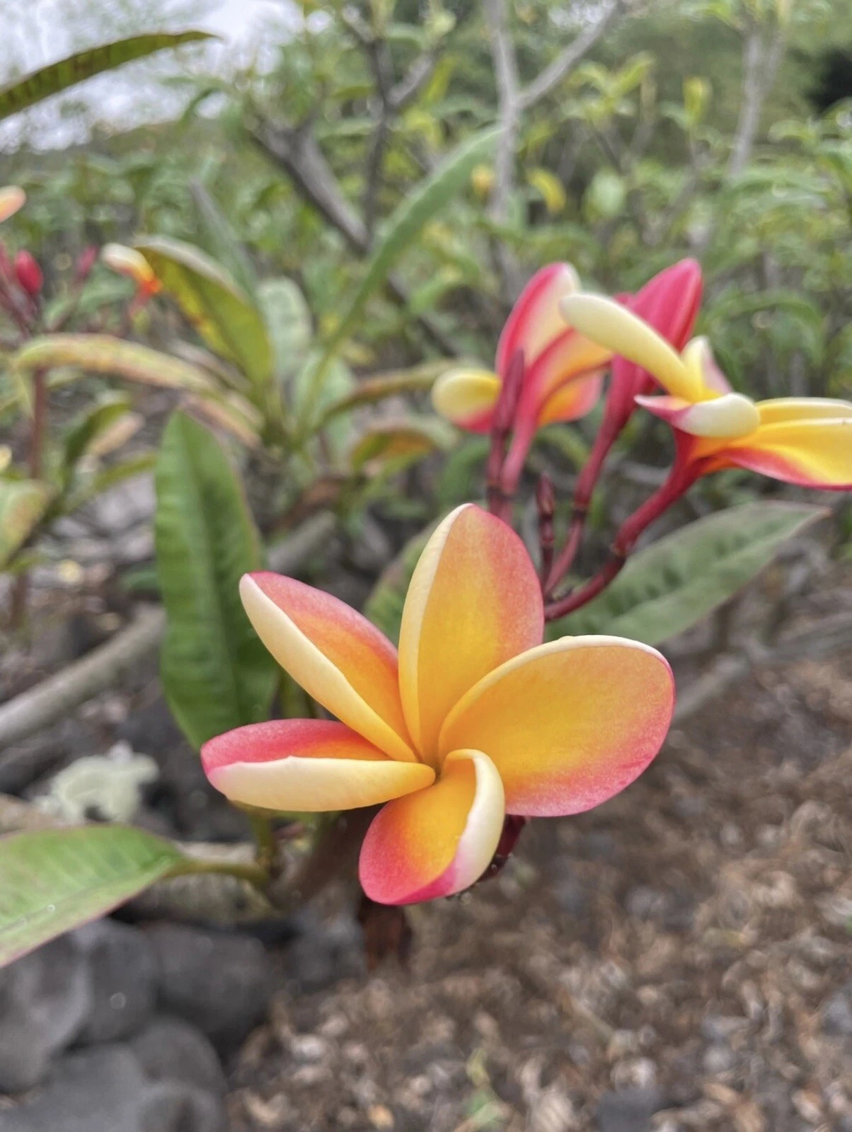 Candy Stripe Plumeria Cutting - Double Head 10 Inch Unrooted Plumeria rubra for Propagation