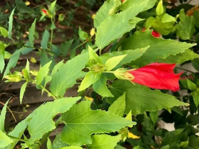 Red Turk’s Cap Shrub Cuttings – Malvaviscus arboreus Flowering Bush Propagation, 3 Live Cuttings