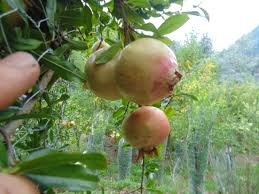 Unrooted Pomegranate Cuttings – Soft-Seeded Punica Granatum for Rooting & Grafting, Fruit Tree Propagation