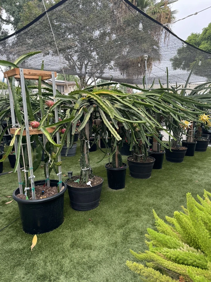 Dragon Fruit Cuttings 14 Unrooted Pitaya Cactus Clippings Hylocereus/Selenicereus spp.