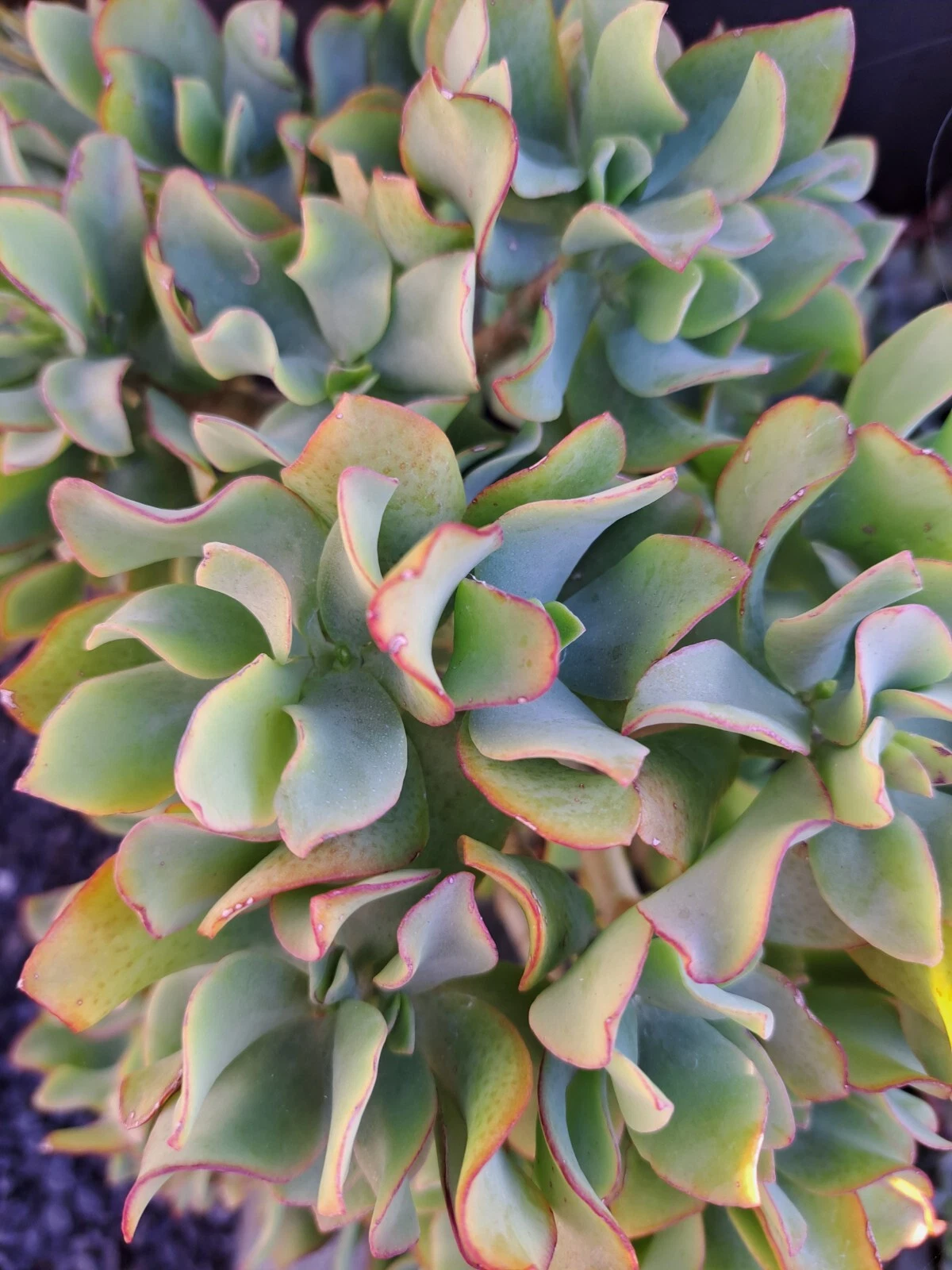 Ripple Jade Cuttings - 5 Crassula Arborescens Undulatifolia Ruffle Jade Succulent Cuttings for Indoor Propagation