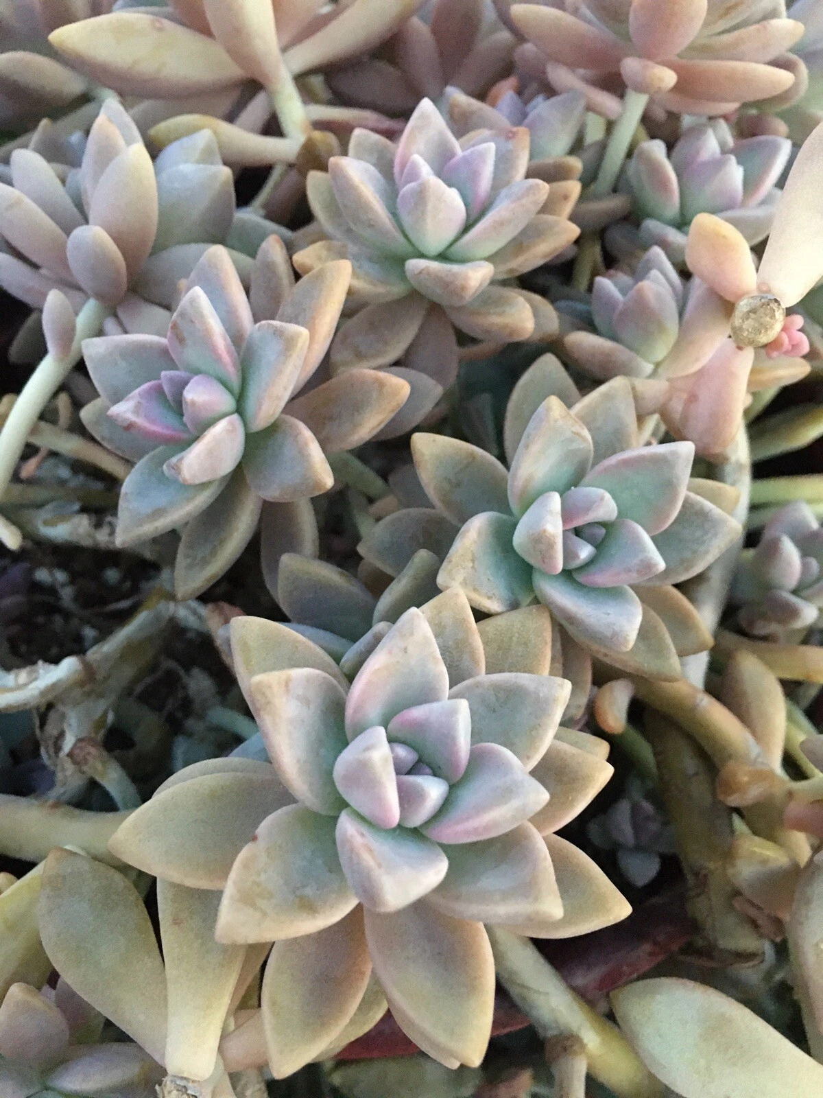Unrooted Ghost Plant Succulent Cuttings – Trailing Rosette Graptopetalum paraguayense, Gray-Green Foliage, Propagation Plant