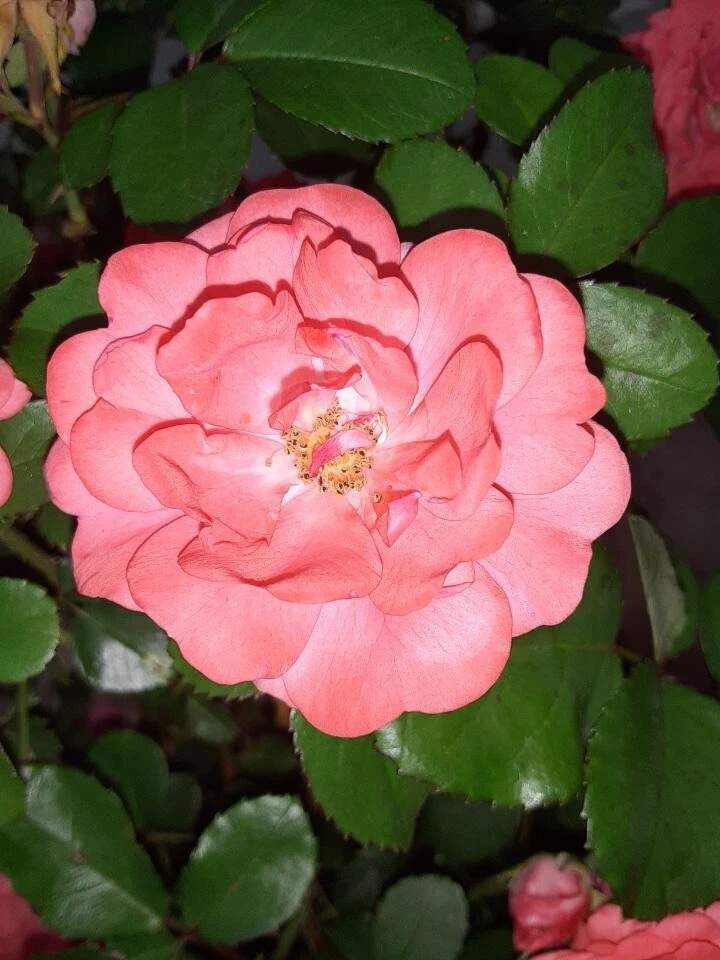 Coral Floribunda Rose Cuttings – 4 Live Unrooted Propagation Rose Bushes, Garden Planting, Flowering Shrub, Rosa