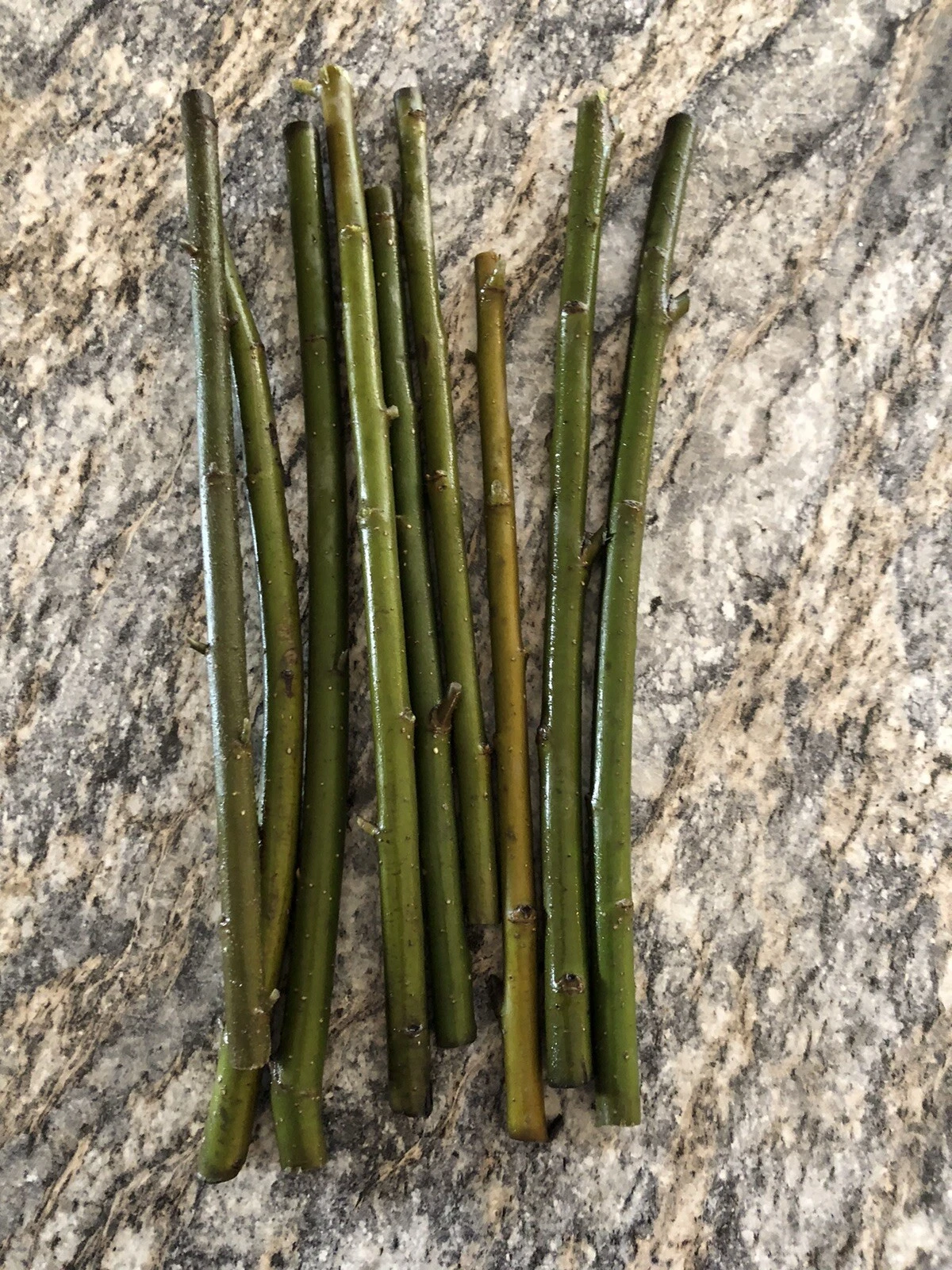 Unrooted Austree Hybrid Willow Cuttings – Fast Growing Salix Propagation for Screening & Windbreaks