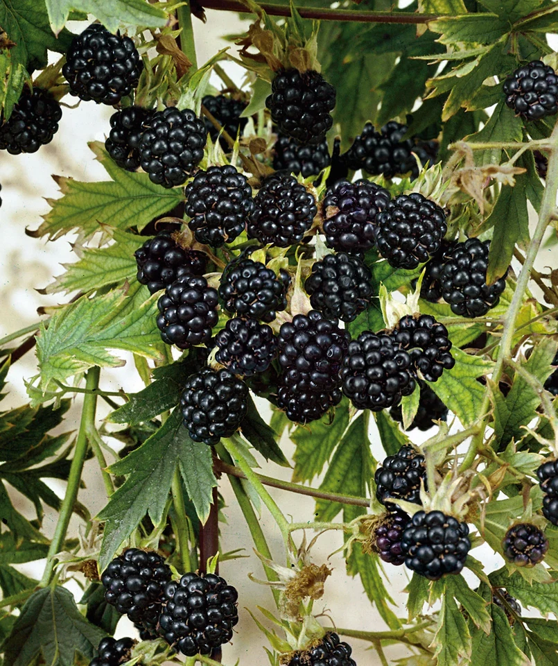 Blackberry Starter Plugs, Thornless Natchez Rubus â€˜Natchezâ€™ Fruit Shrubs for Garden & Container Planting