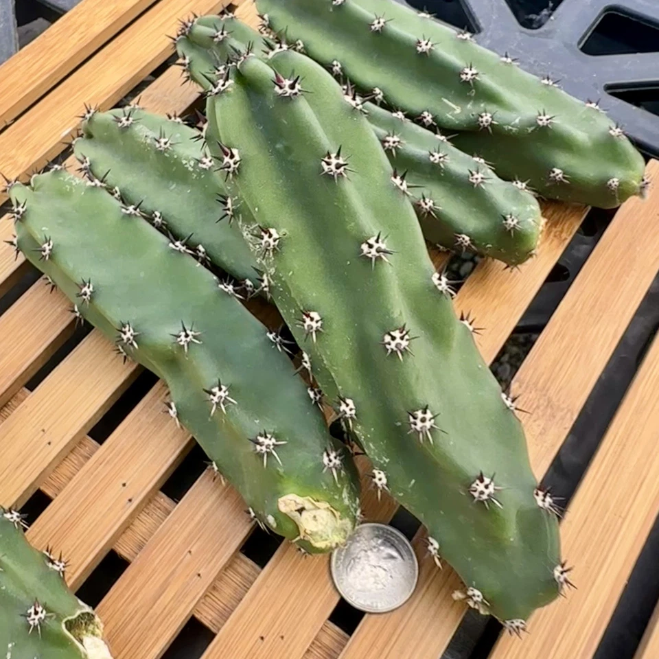 Harrisia Jusbertii Unrooted Cutting – 6 Inch Queen of the Night Cactus Propagation Material, Green, Columnar, Succulent Plant