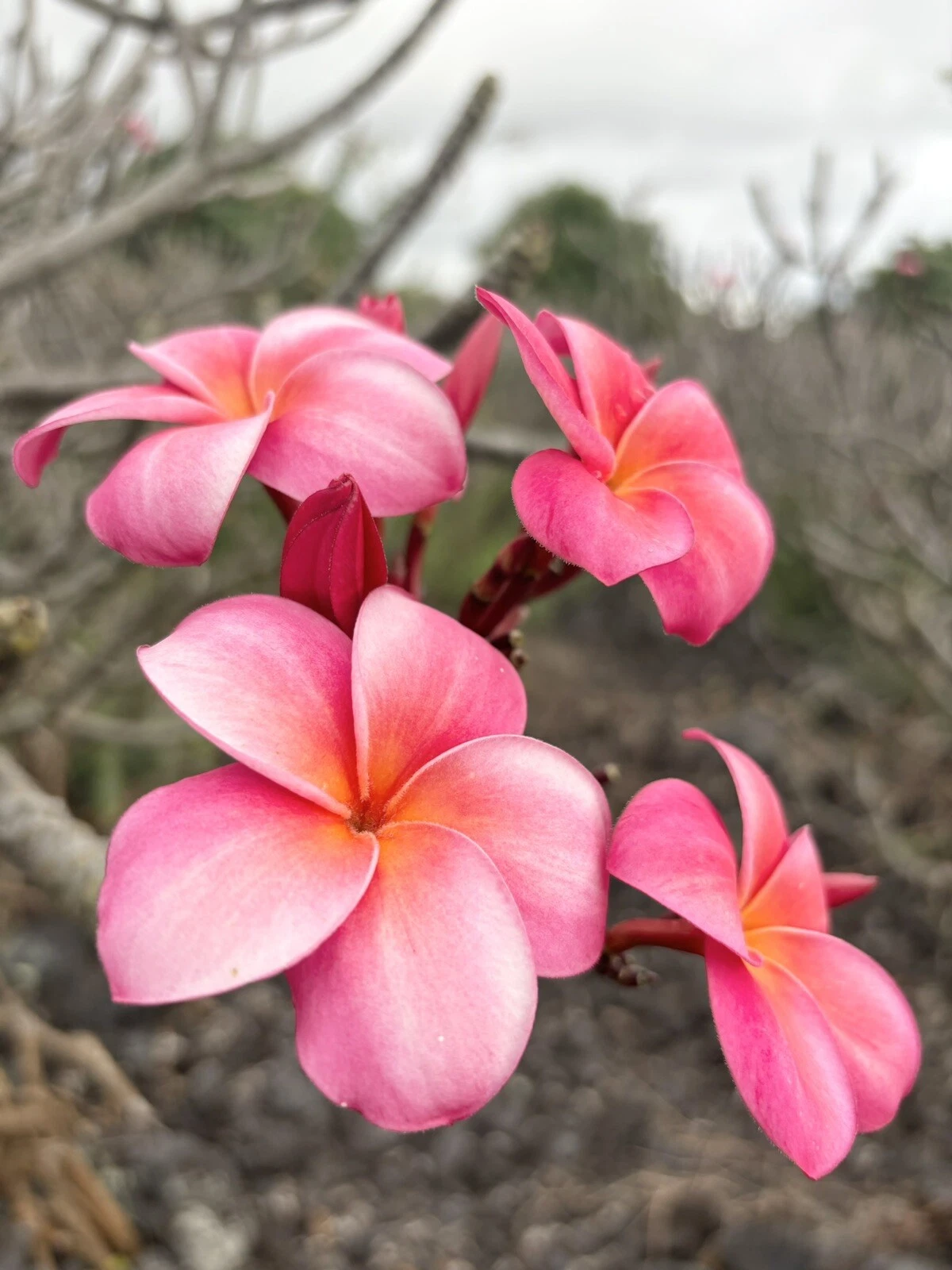 Pink Plumeria Cutting – Fresh 10 Inch Triple Head Unrooted Frangipani Starter Cutting