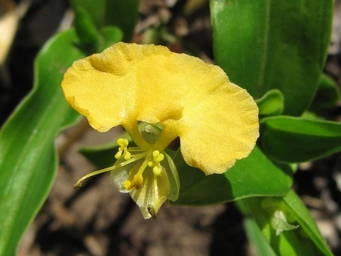Commelina Africana Cuttings – Yellow Spiderwort Trailing House Plant Propagation Material, Live Indoor Container Plant