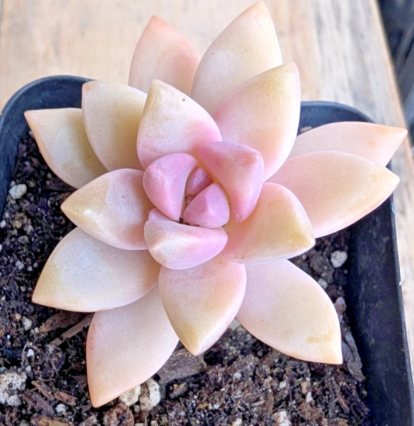 Pink Graptopetalum Paraguayense Ghost Plant - Live 2.5 Inch Succulent Rosette for Containers
