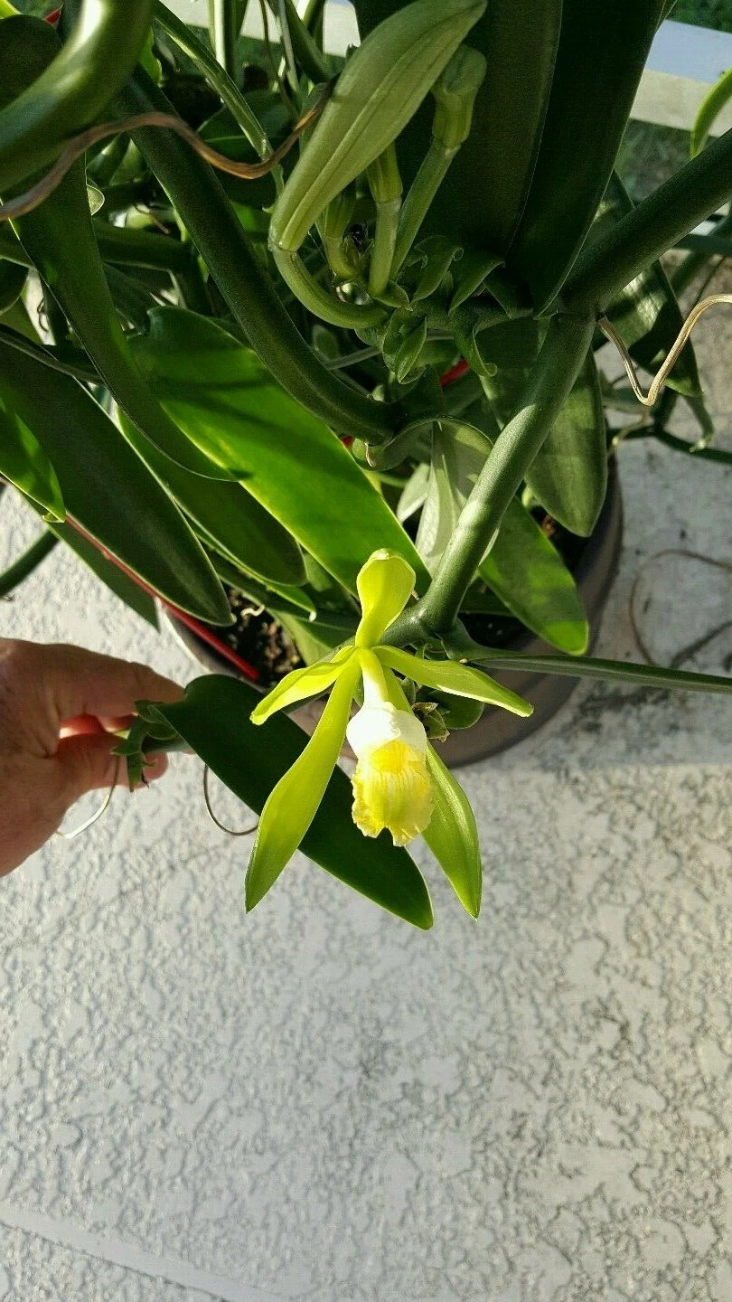 Vanilla Bean Orchid Cutting – Unrooted 12-Inch Vanilla planifolia Climbing Orchid Vine for Propagation