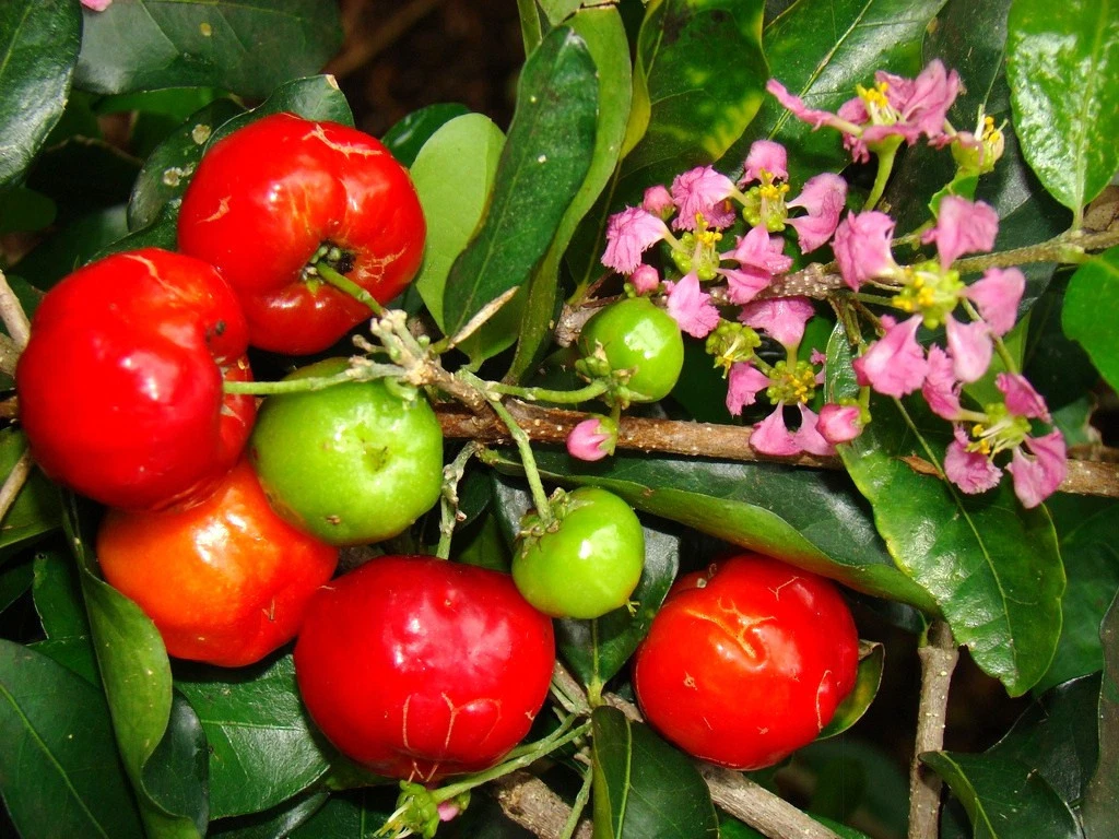 Barbados Cherry Seeds – Malpighia emarginata Acerola Fruit Tree Seeds, Tropical Fruit Plant, 10 Seeds