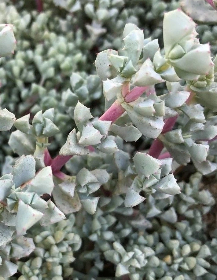 Oscularia Deltoides Cuttings – 3 Unrooted Succulent Propagation Cuttings, Blue-Green Triangular Foliage, 4–6 Inches