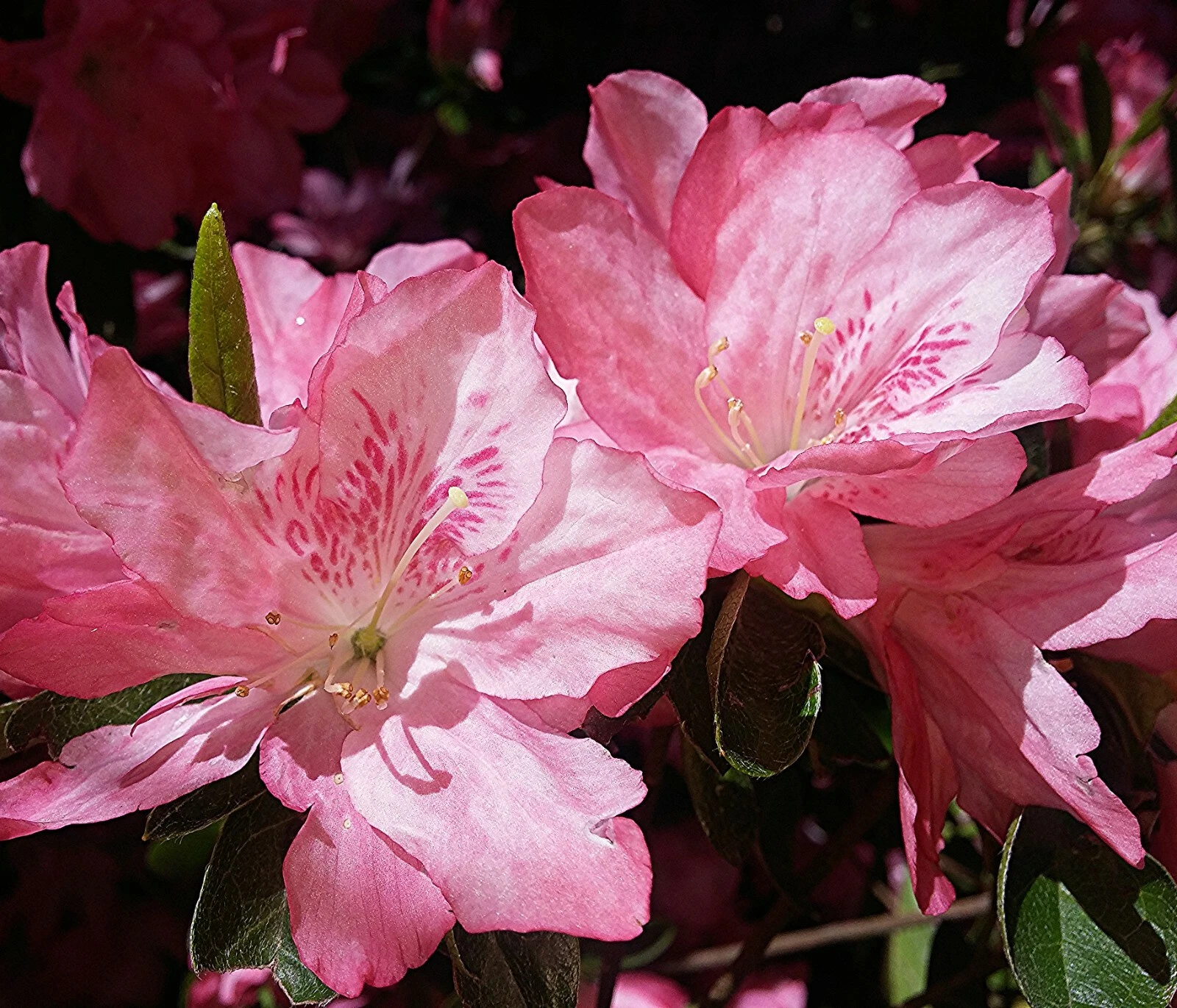 Pink and White Azalea Cuttings Set of 7 for Rooting or Grafting Rhododendron spp. Unrooted Flowering Ornamental Shrub