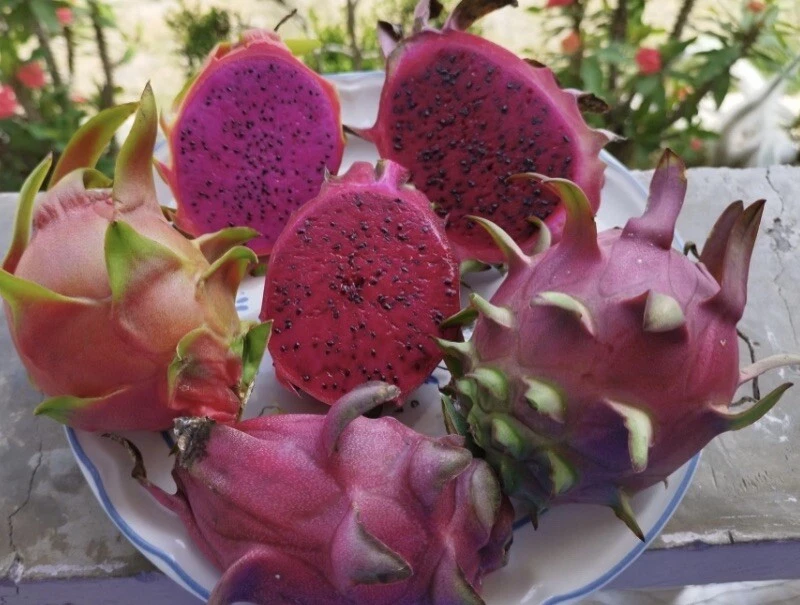 Vietnamese Red Dragon Fruit Cutting 8–12 Inch Live Pitaya Plant for Rooting & Garden Growing