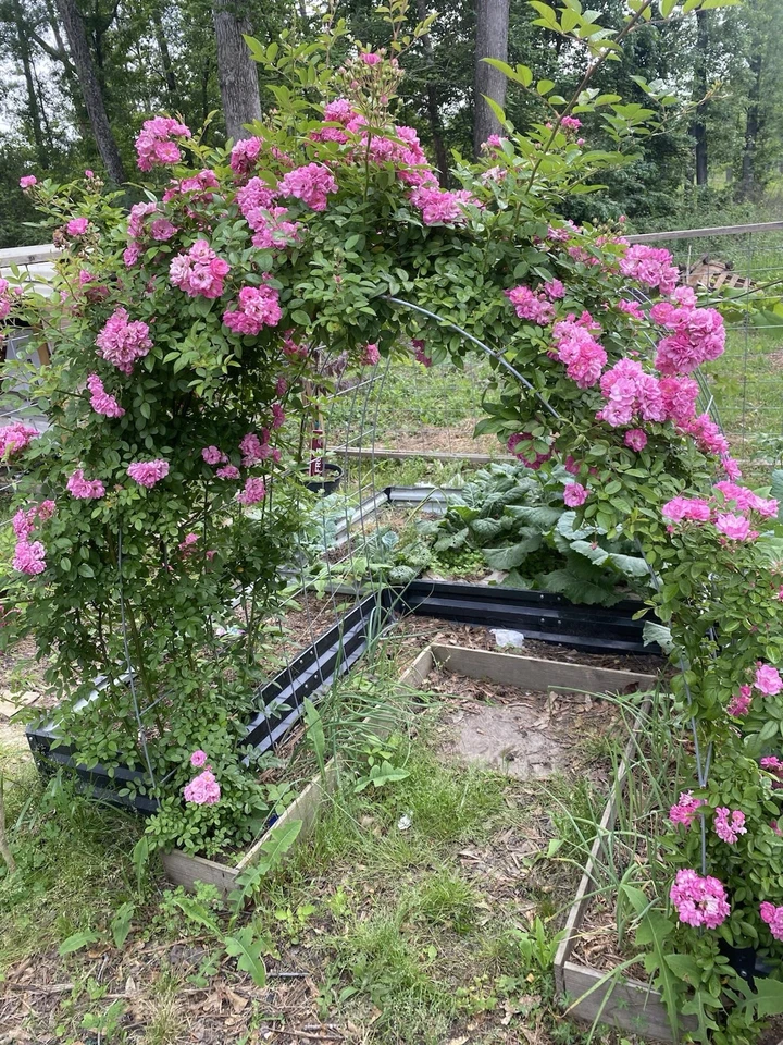 Peggy Martin Rose Cuttings – 10 Unrooted Pink Rose Clippings for Propagation, Rosa ‘Peggy Martin’ Climbing or Shrub