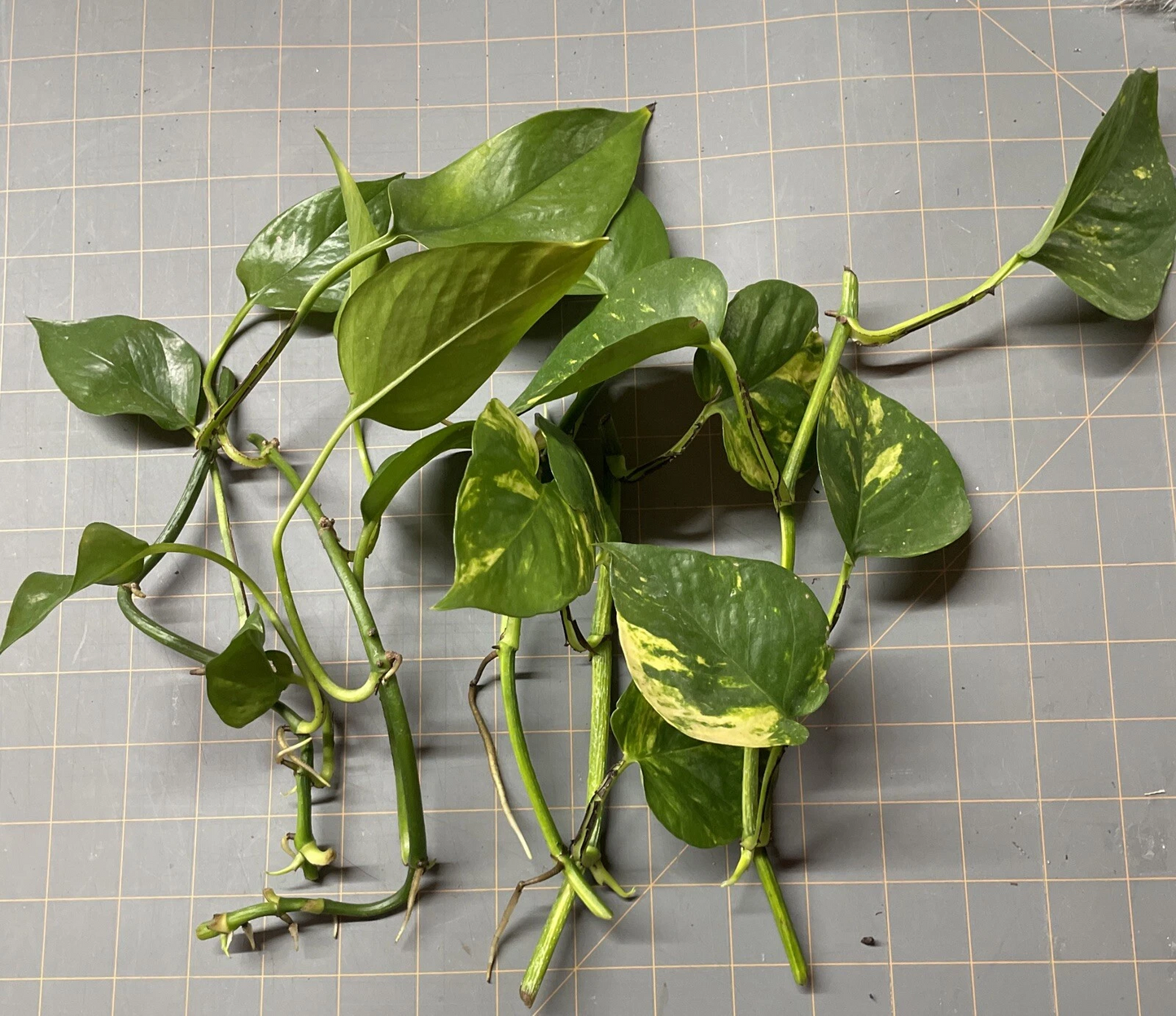 Rooted Golden Pothos Cuttings Set of 5 - Live Epipremnum Aureum Indoor Houseplants, Trailing Vines, Variegated Green and Gold
