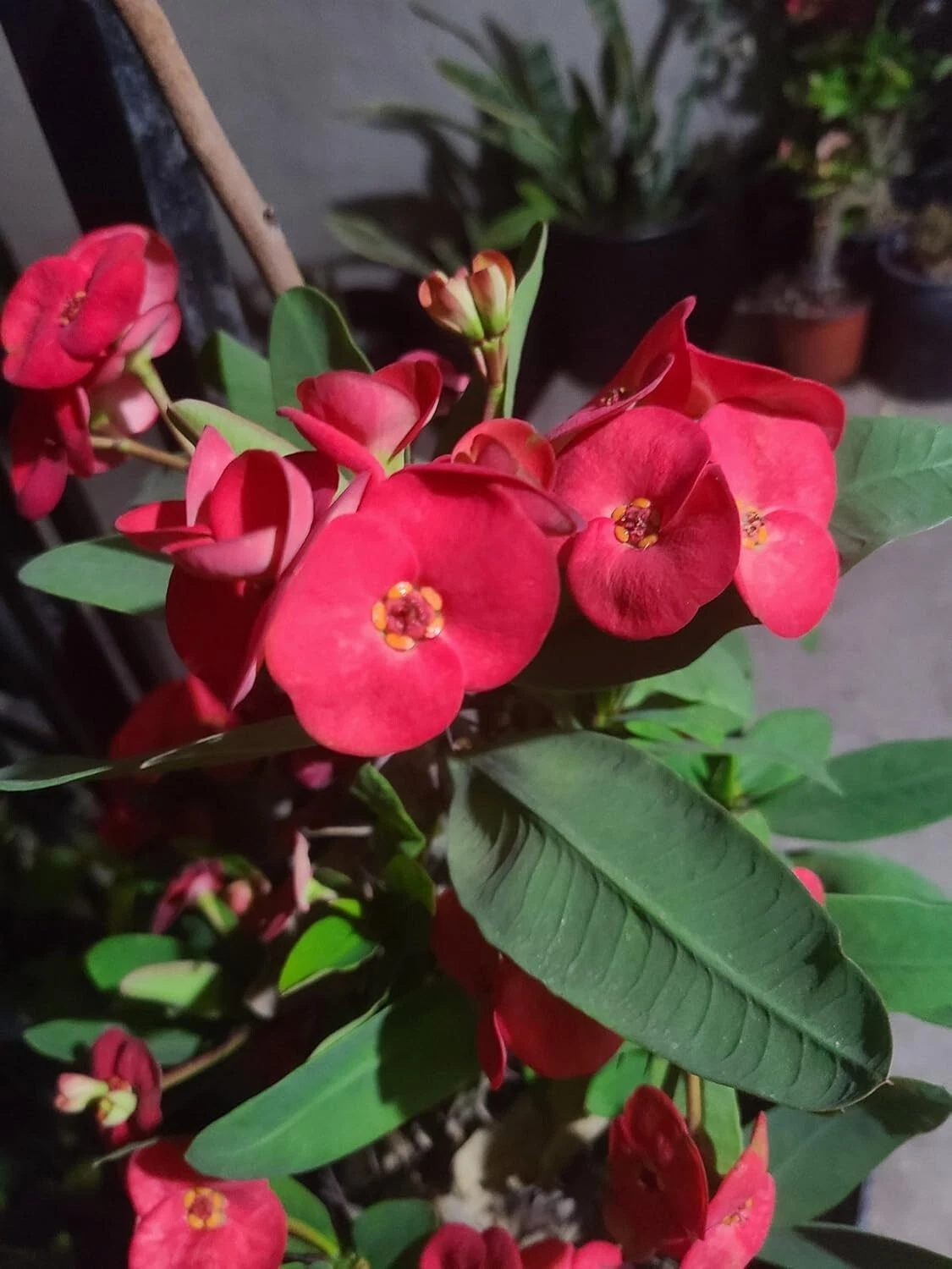 Euphorbia milii Crown of Thorns Cuttings – Live Succulent Plant Cuttings for Indoor and Outdoor Growing