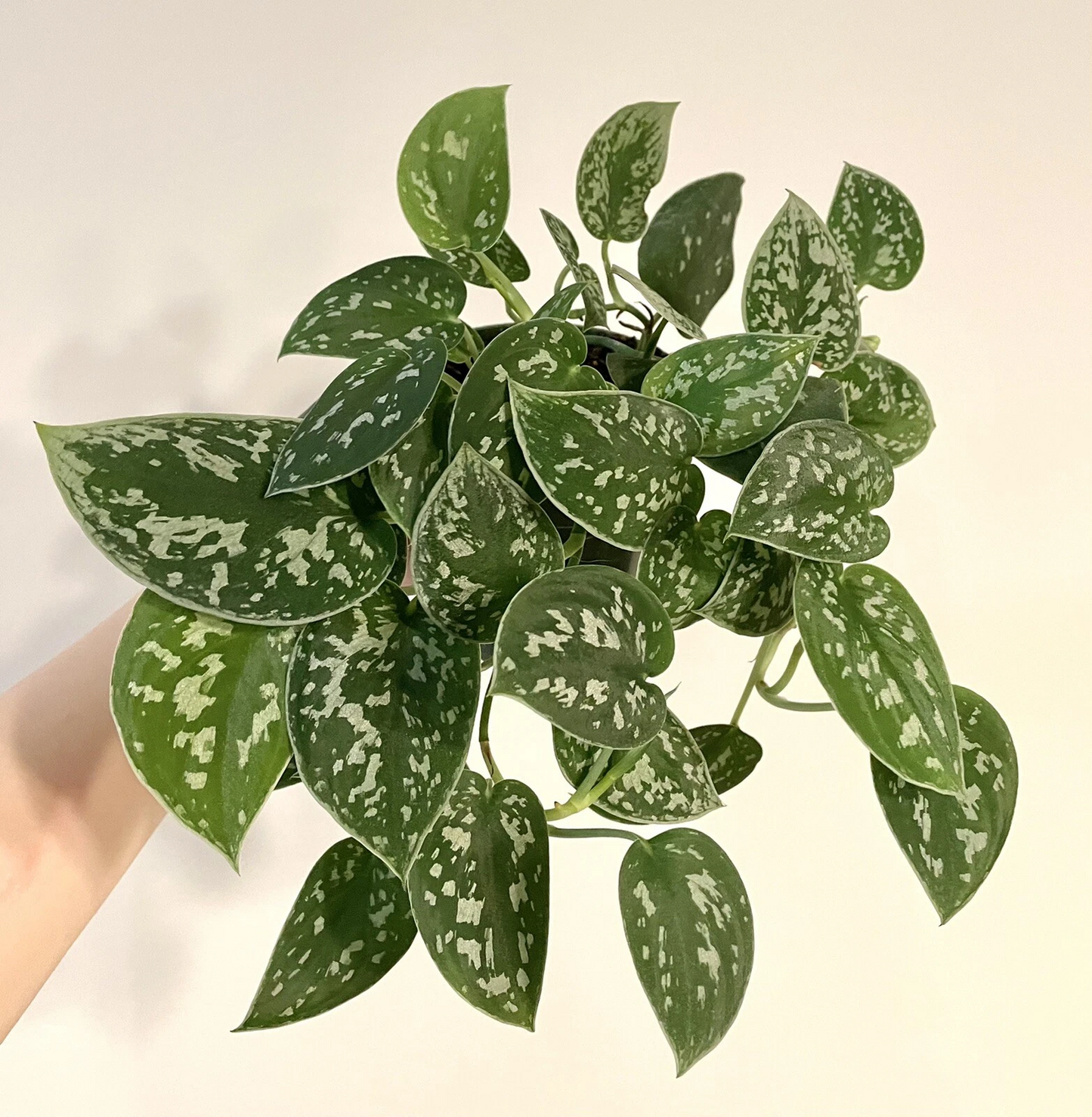 Silver Ann Pothos Cuttings – 2 Unrooted Scindapsus pictus Hybrid Cuttings with Variegated Leaves