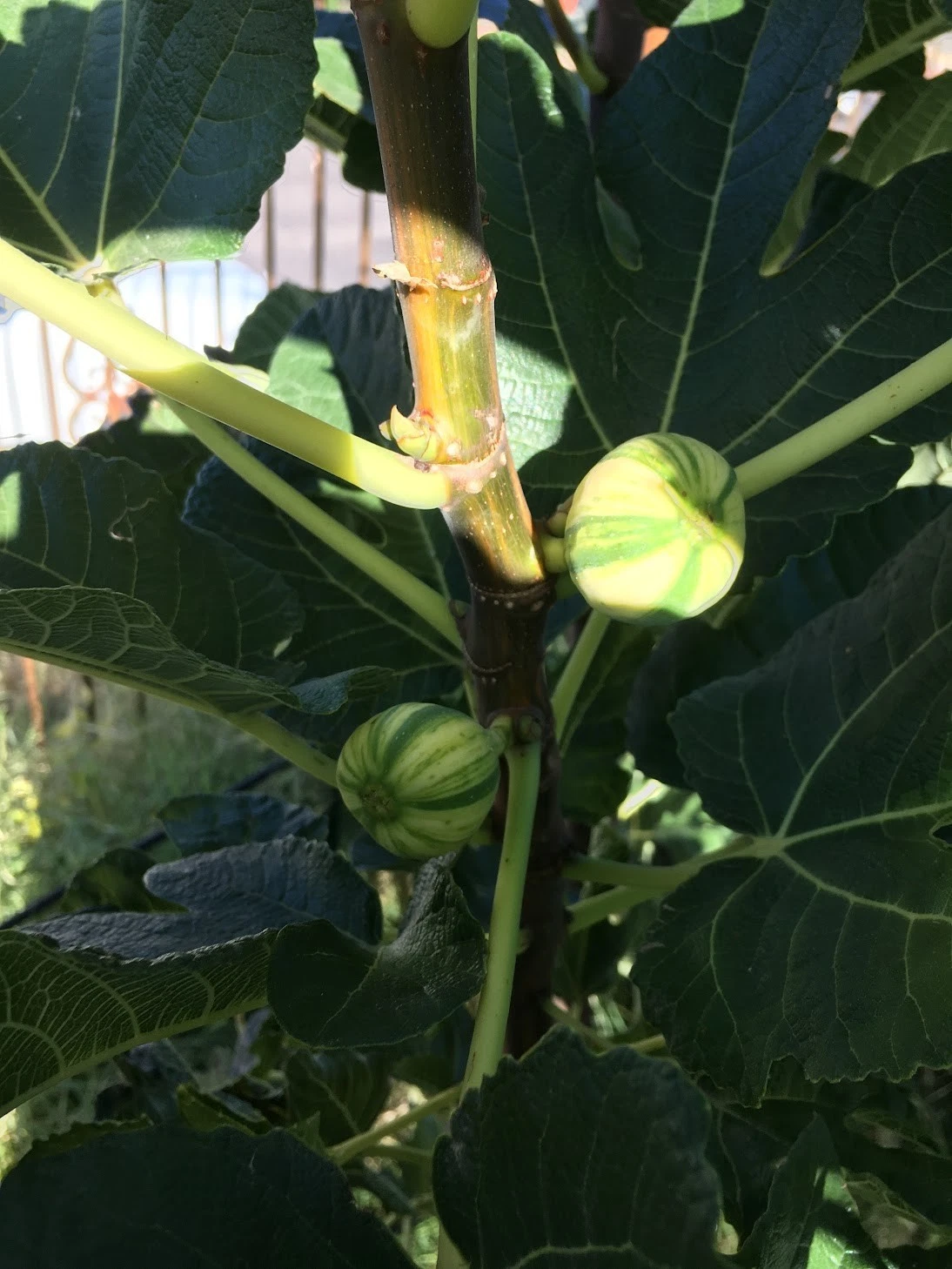 Fig Tree Cuttings Set of 6 Unrooted Bordissot Blanca Rimada Ficus carica Propagation Grafting