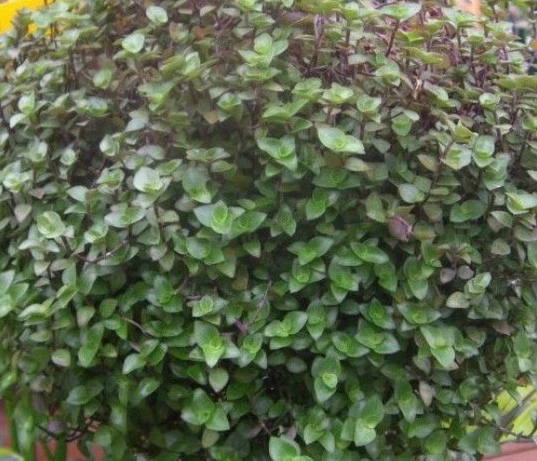 Dwarf Bolivian Wandering Jew Cuttings, Callisia repens, Trailing Houseplant, Propagation Set of 10