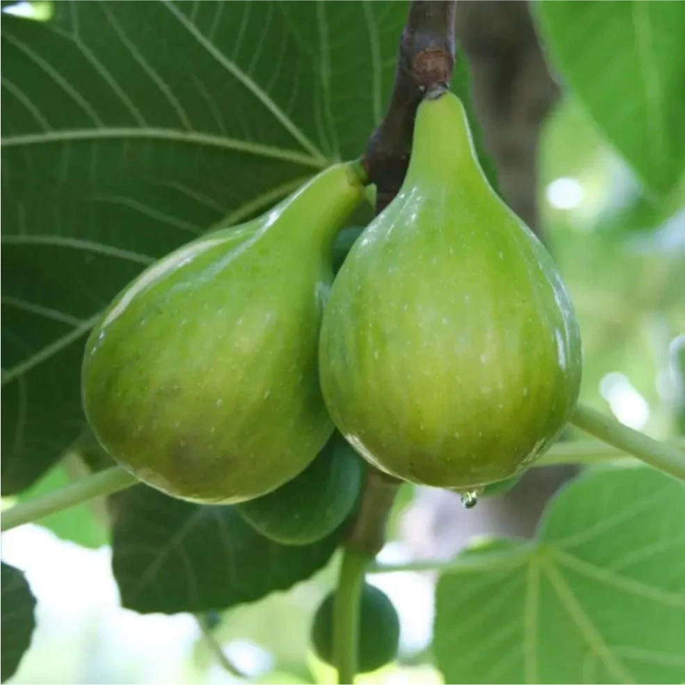 Italian Honey Fig Cutting – 6-8 Inch Live Unrooted Ficus Carica for Rooting & Grafting