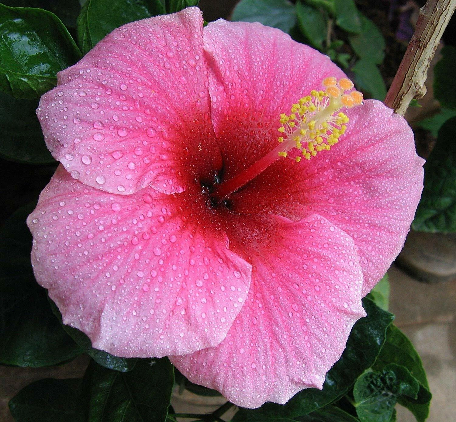 Hawaiian Pink Hibiscus Cutting – 2-4 Inch Unrooted Hibiscus rosa-sinensis Propagation Planting Material